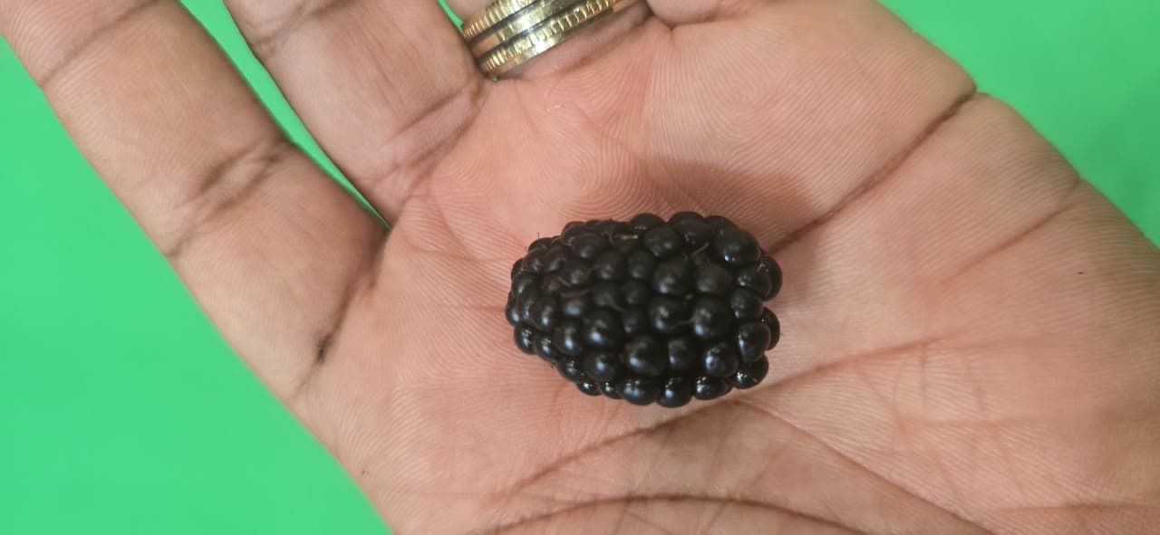 Farm Fresh Blackberry