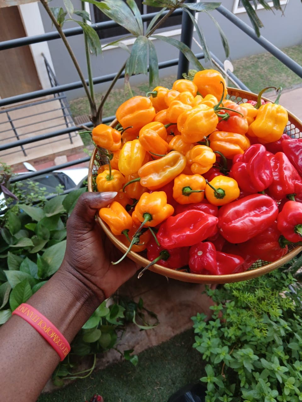 Farm Harvest Gallery 3