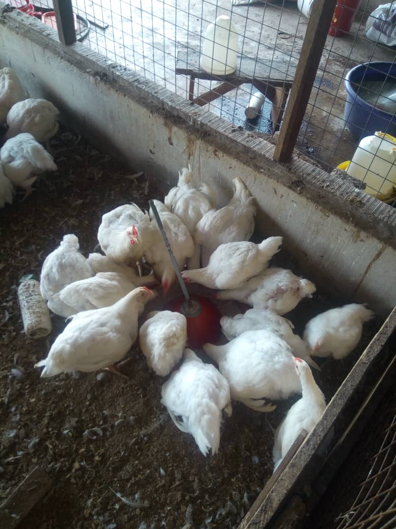 Farm Eggs & Poultry